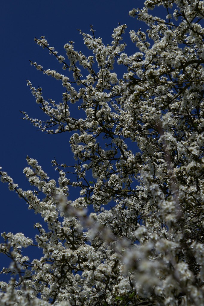 blackthorn West Pics Flickr