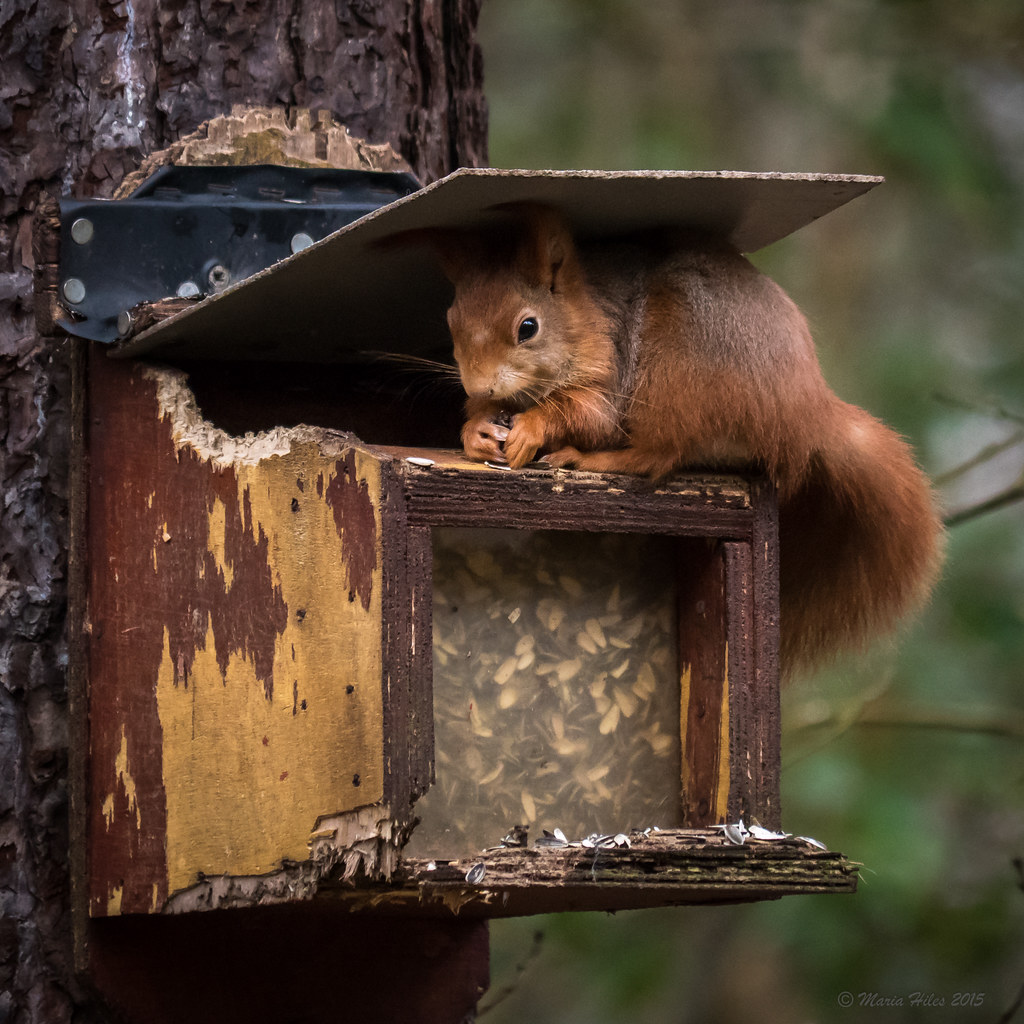 Red Squirrels Anglesey is a refuge for our native Red Squi… Flickr