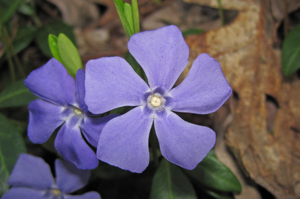 Vinca minor (lesser periwinkles) (Newark, Ohio, USA) 2 Flickr