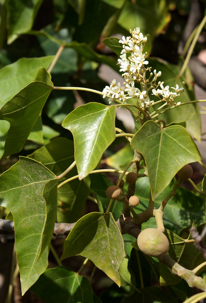 Aleurites moluccanus Candlenut tree GardenTraveller Flickr