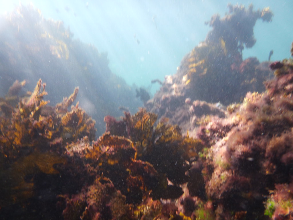 Boy in a boat reef Figgles1 Flickr