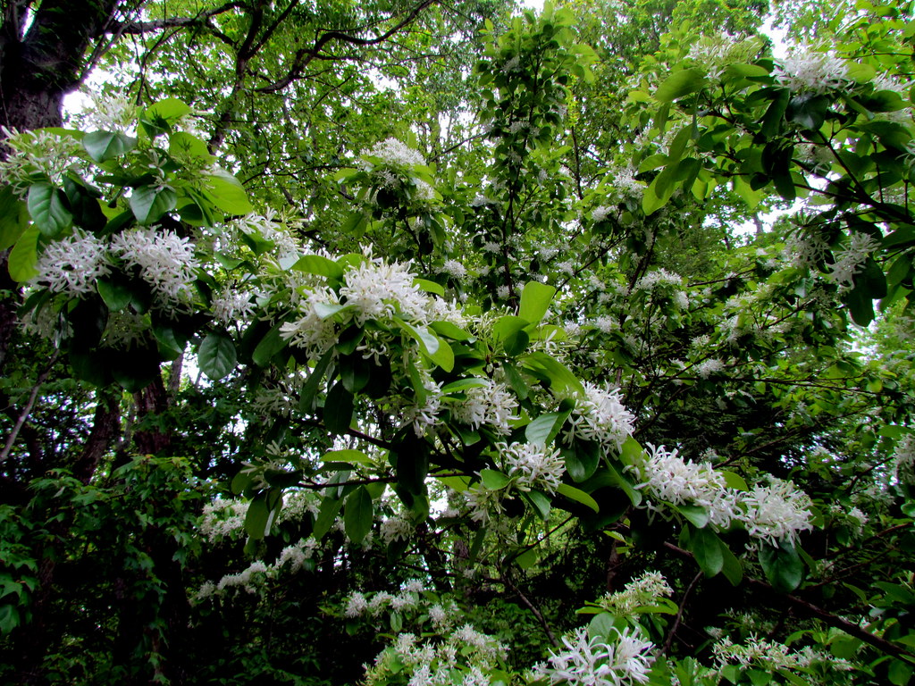 White Fringe Tree Flowers Tree Pittsboro NC 6616 bobistraveling Flickr