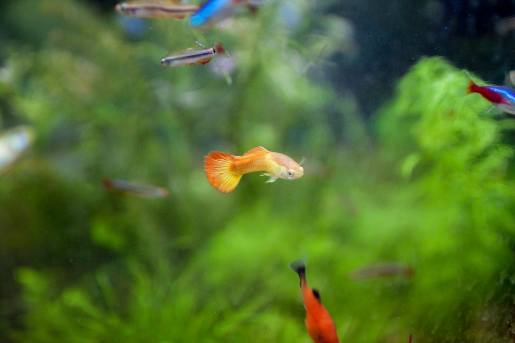 Tequila Sunrise Guppy Max Wei Flickr