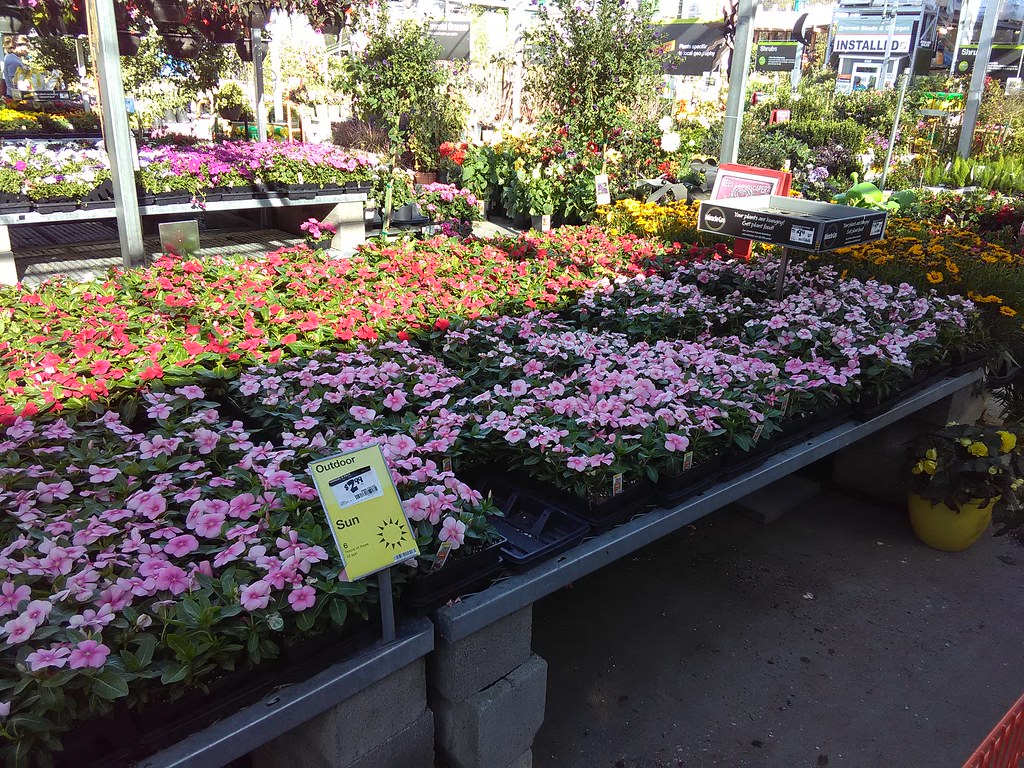 Home Depot Plant Nursery in Emeryville, CA Demitreus Toban Flickr