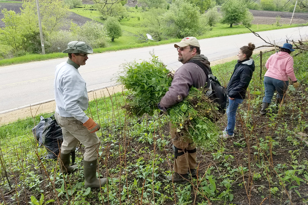 Garlic Mustard Removal Jim Lesniak, Jeff Meyers, Krysta Ko… Flickr