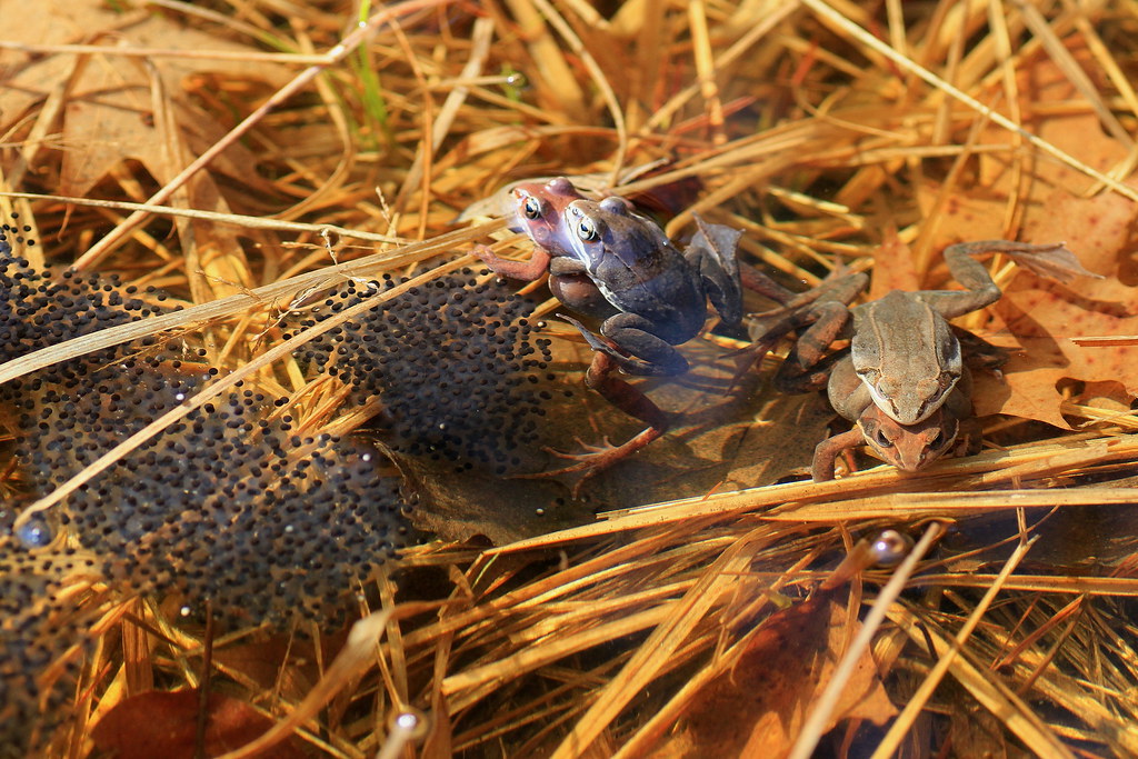 Egg mass of Wood Frogs Larry Abraham Flickr