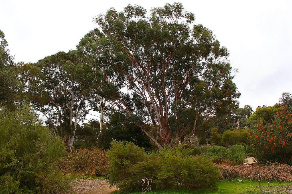 Canberra Botanic Garden in winter ⋆