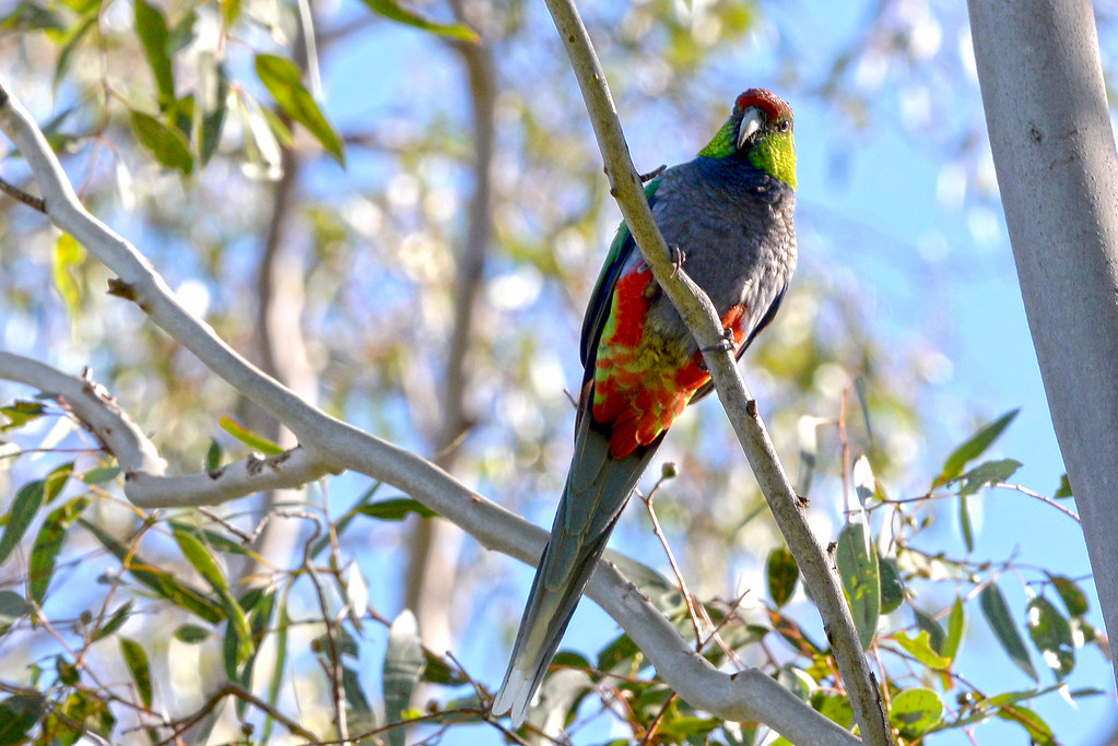 Redcapped Parrot Perched high in the Eucalyptus trees. Ph… Jean