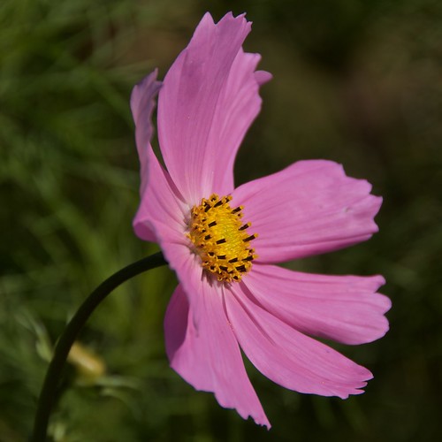Cosmos flower. Sarah Anne Mac Flickr