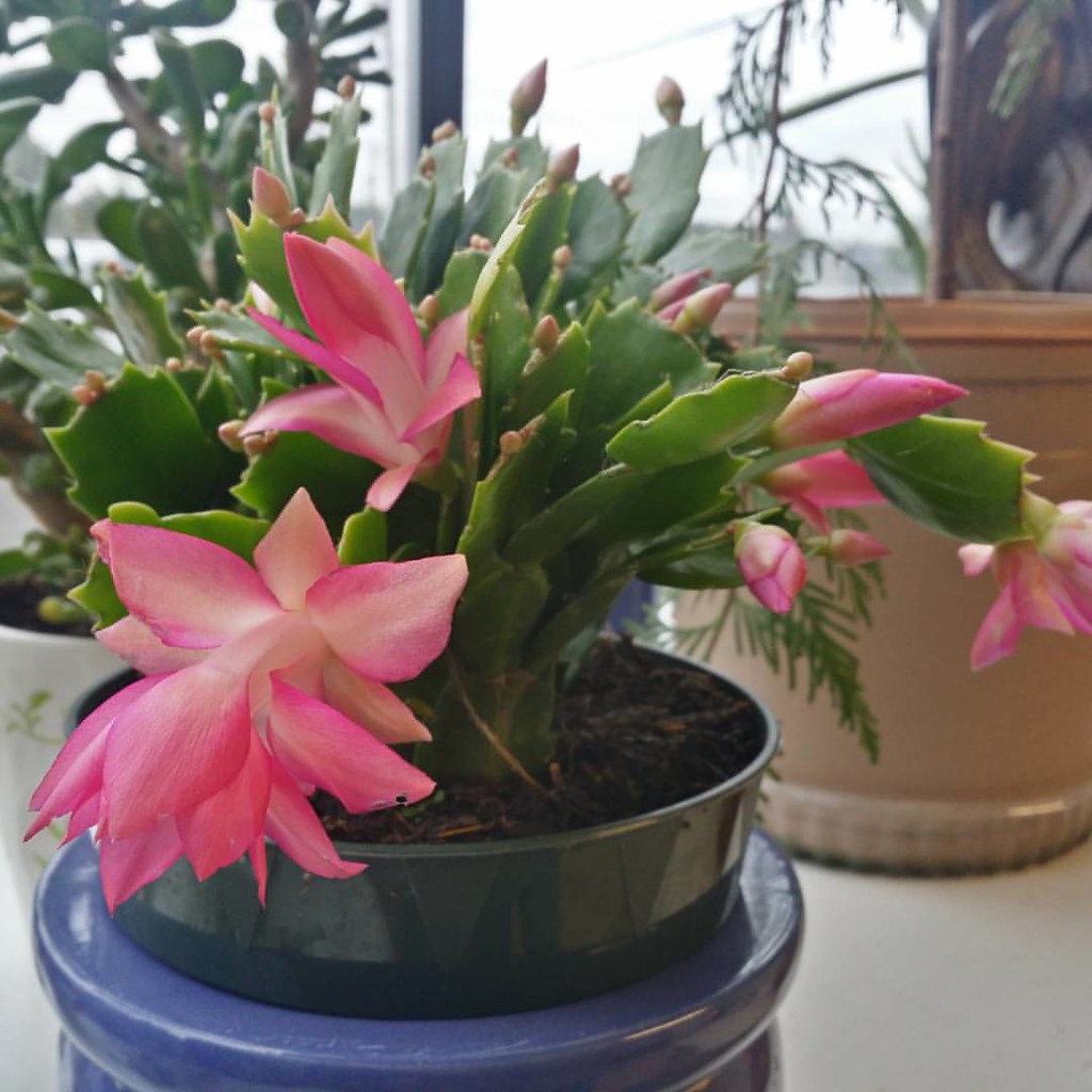 My new plant!! Her name is Dorothy after Dorothy from the … Flickr