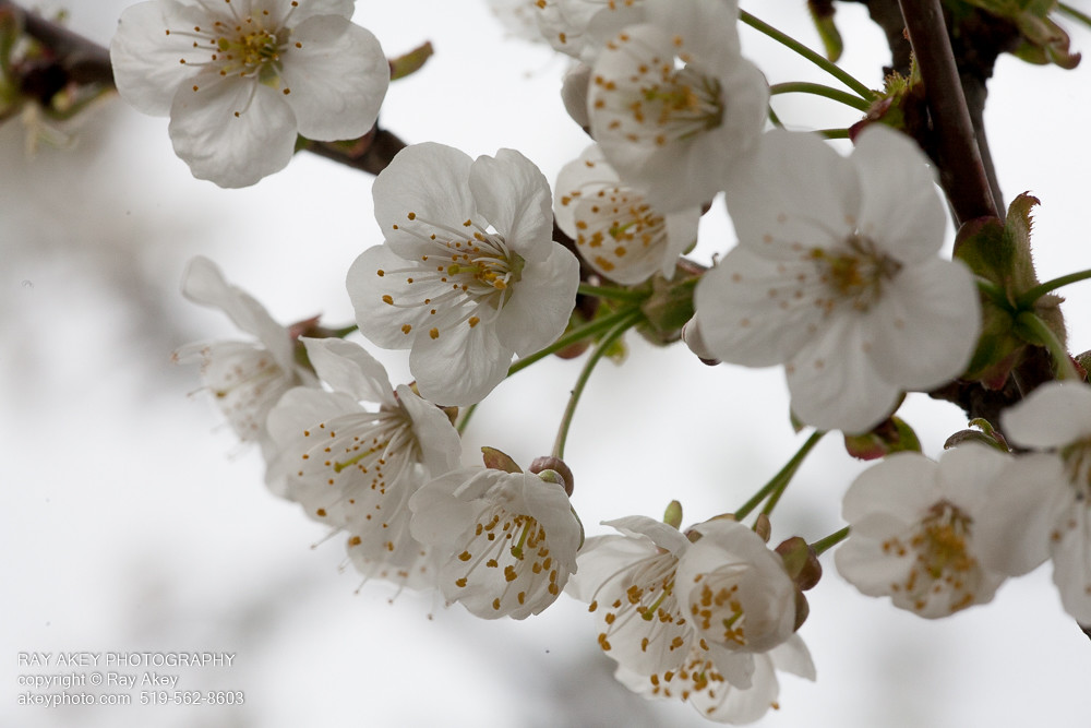 Black Cherry Blossoms Black Cherry blossoms on the tree we… Flickr