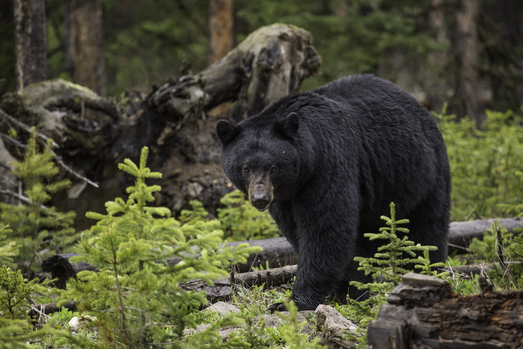 Black bear, Northeast Entrance Black bear near the Northea… Flickr