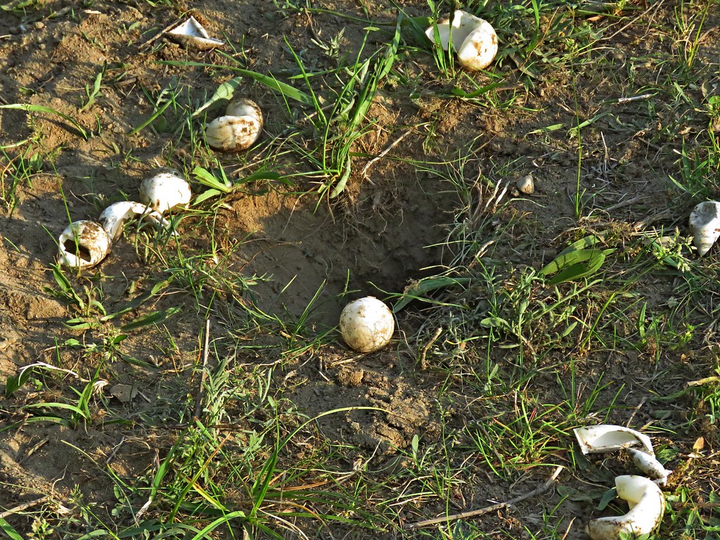 Raccoon Raids Snapping Turtle Nest Site Flickr