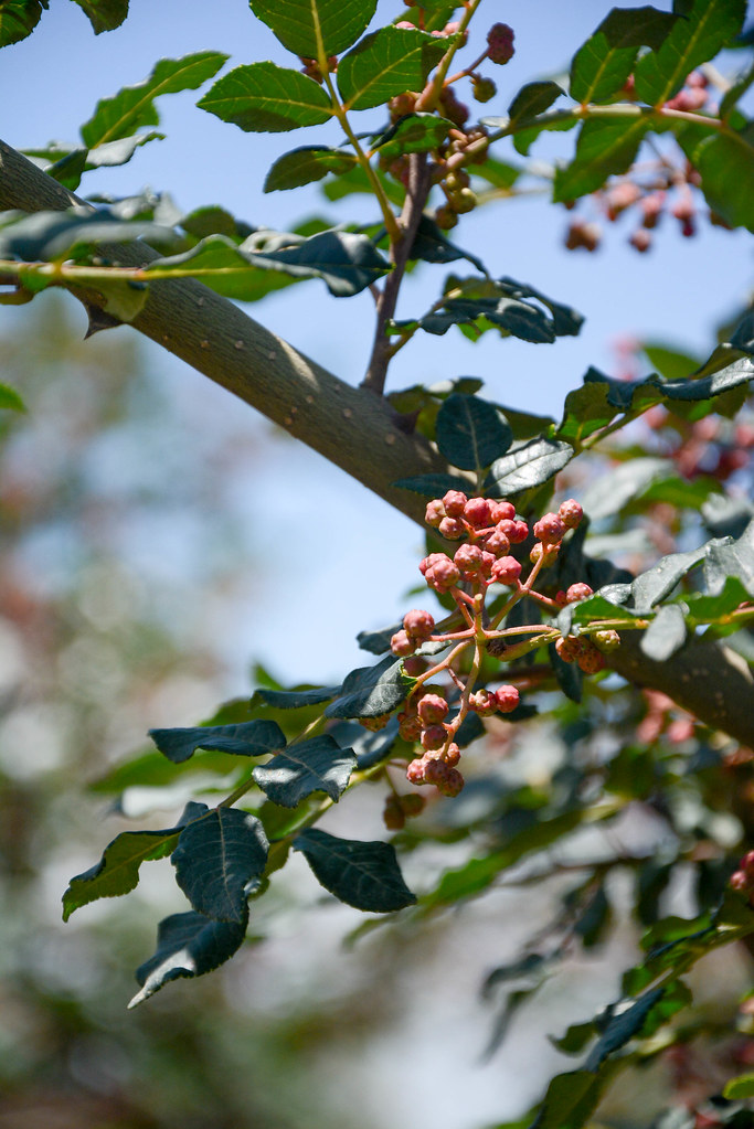 sichuan peppercorns on the tree on the drive through Gansu… Flickr