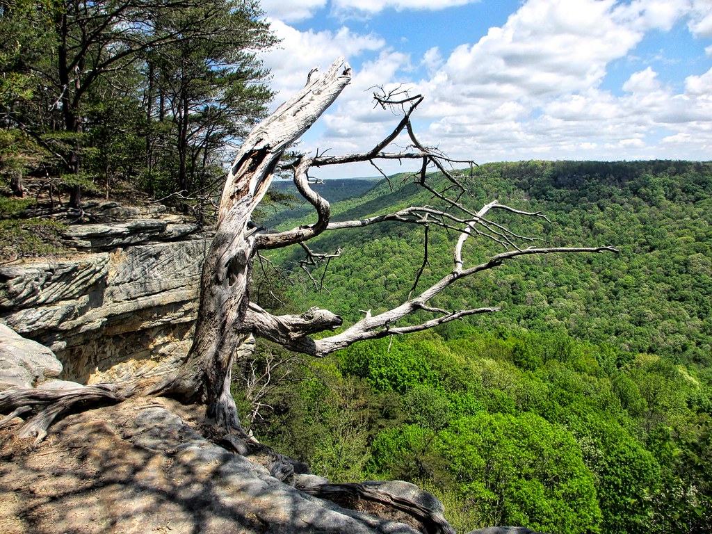 Savage Gulf camping trip March 2016 Jeremy Denton Flickr