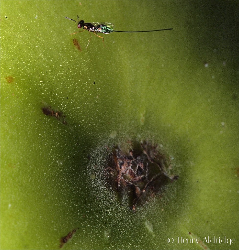 20120810 15 These fig wasps emerge from those fig orific… Henry