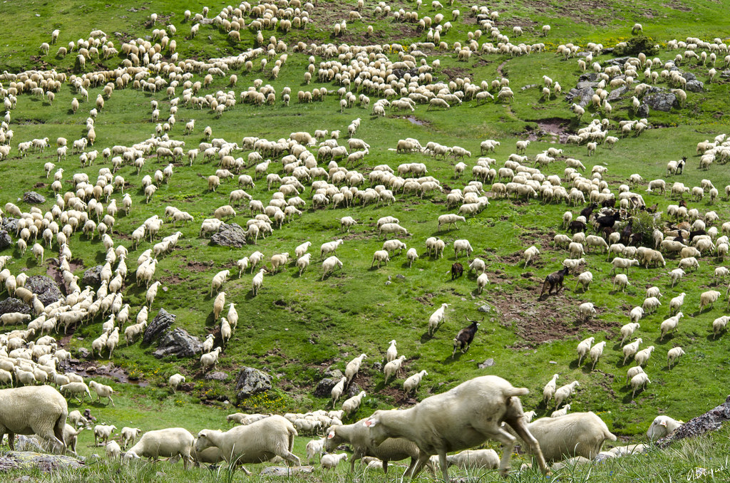Pastoreo trashumante Aitor Borruel Garate Flickr