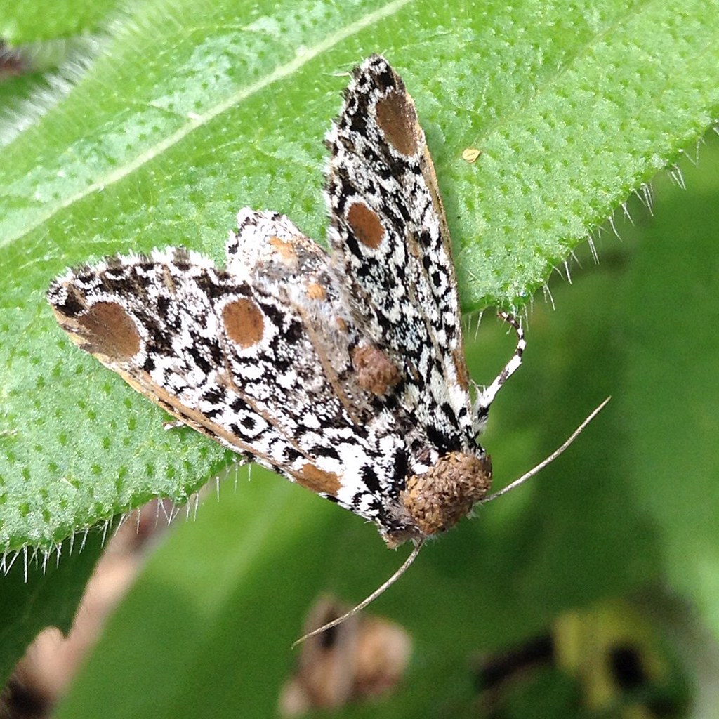 Moth on a leaf on a cold day SitStandSit2 Flickr