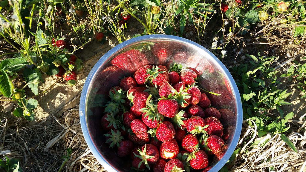 Strawberry Picking at Lewin Farms 2015. North Fork Long Island Suffolk