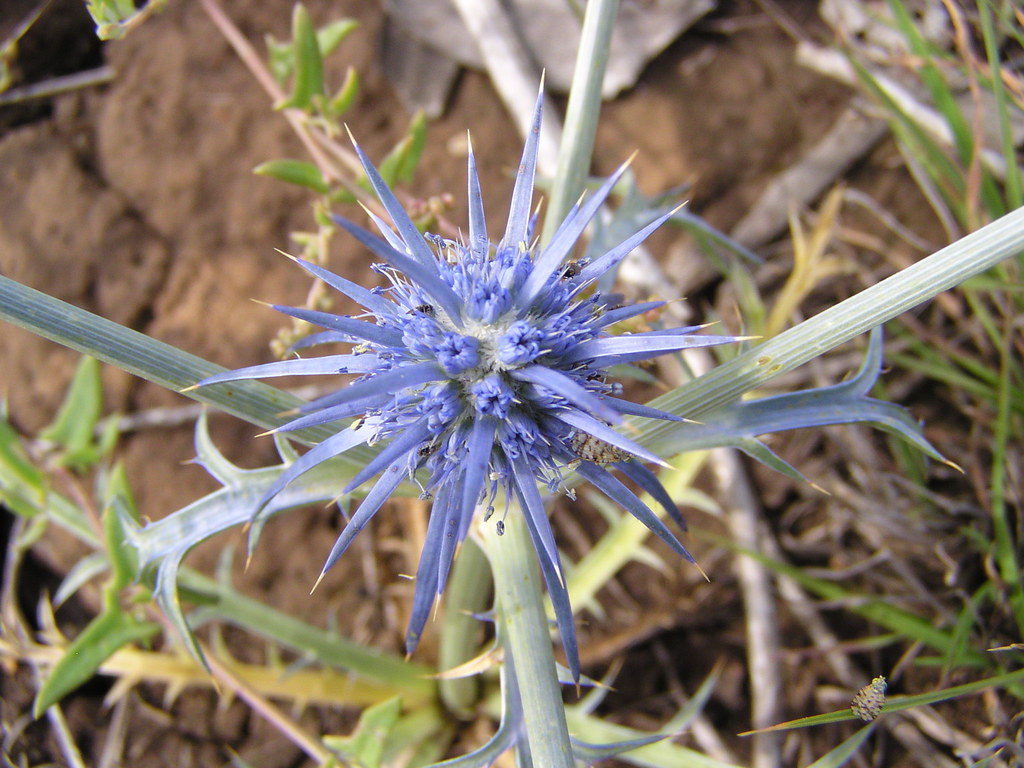 Eryngium ovinum BLUE DEVIL Flickr