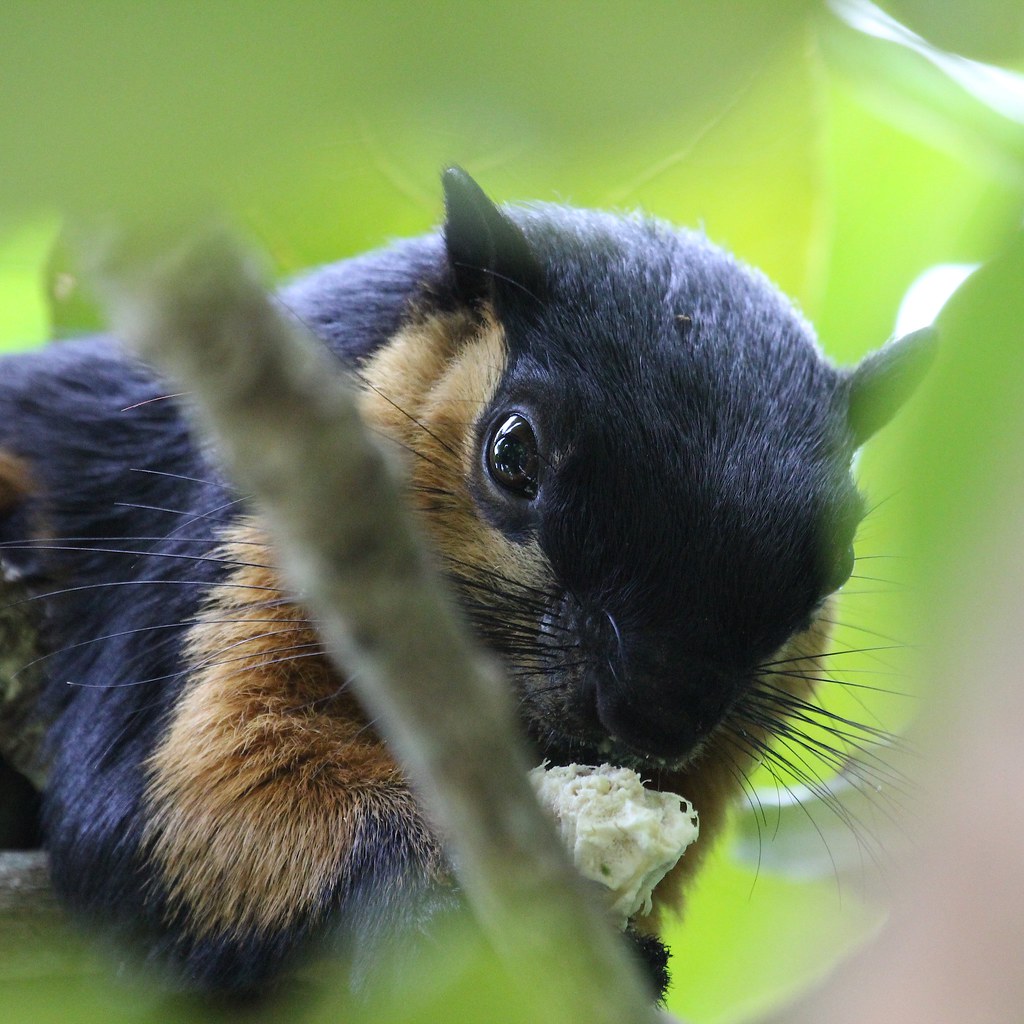 Black Squirrel Dunn Loring 2023 Events Giant black squirrel Phil Evans Flickr