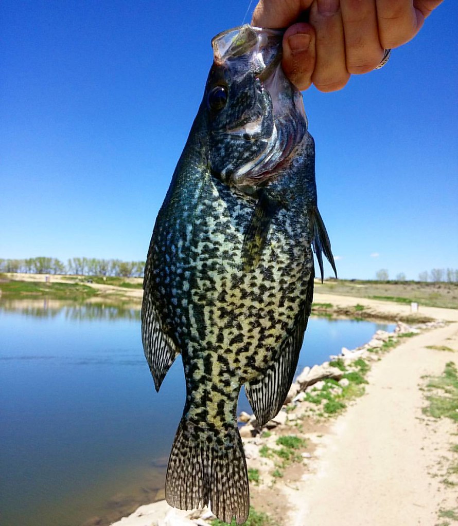 The colors in these crappie today are tremendous! Marcelo Albuquerque
