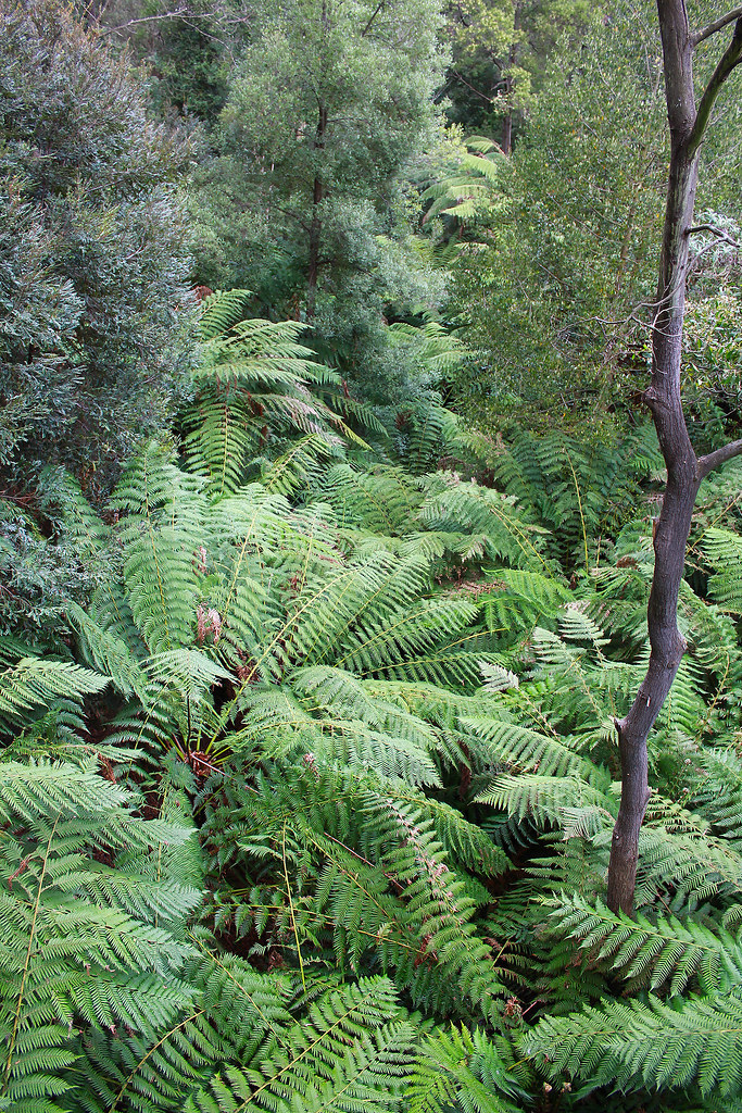 Canberra Botanic Garden in winter ⋆