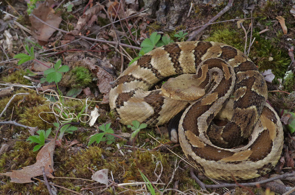 Timber Rattlesnake Crotalus horridus Ohio L.D Alsbach Flickr