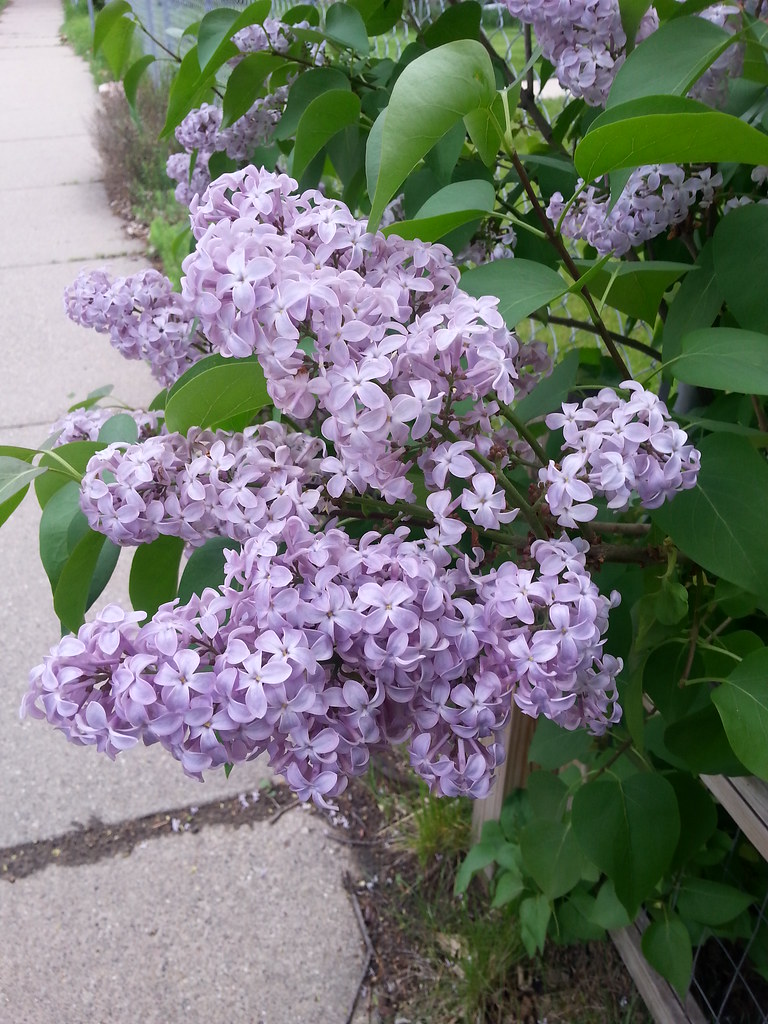 light purple lilacs sherribear Flickr