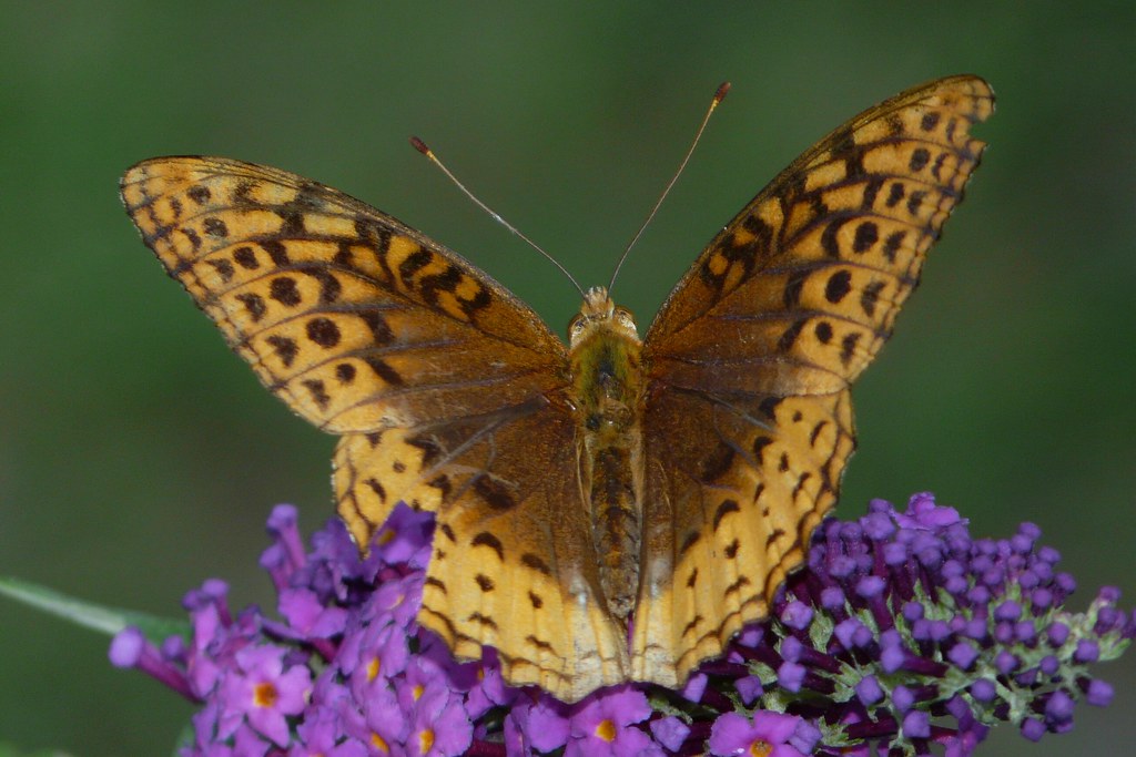 New Jersey Butterflies 2015 Flickr