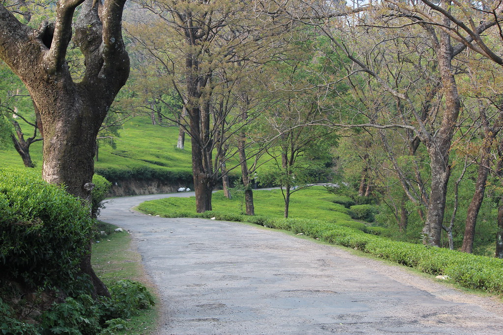 Tea Garden Dharamshala avinash singh Flickr