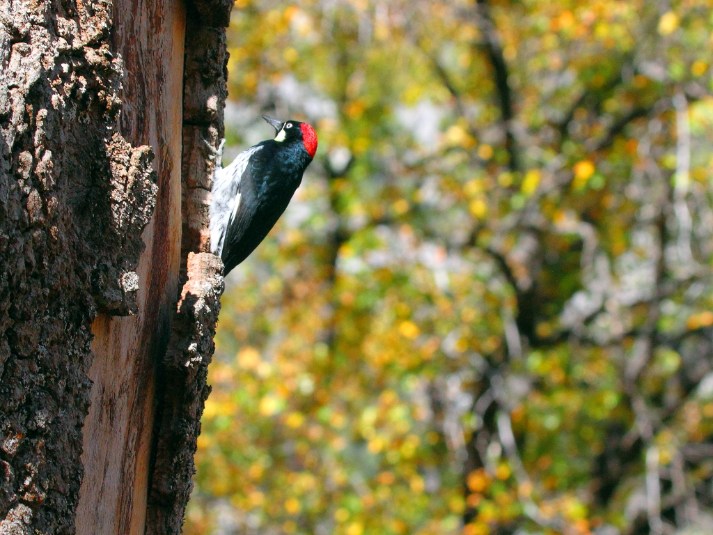 IMG_0964 Acorn Woodpecker Yosemite National Park Flickr