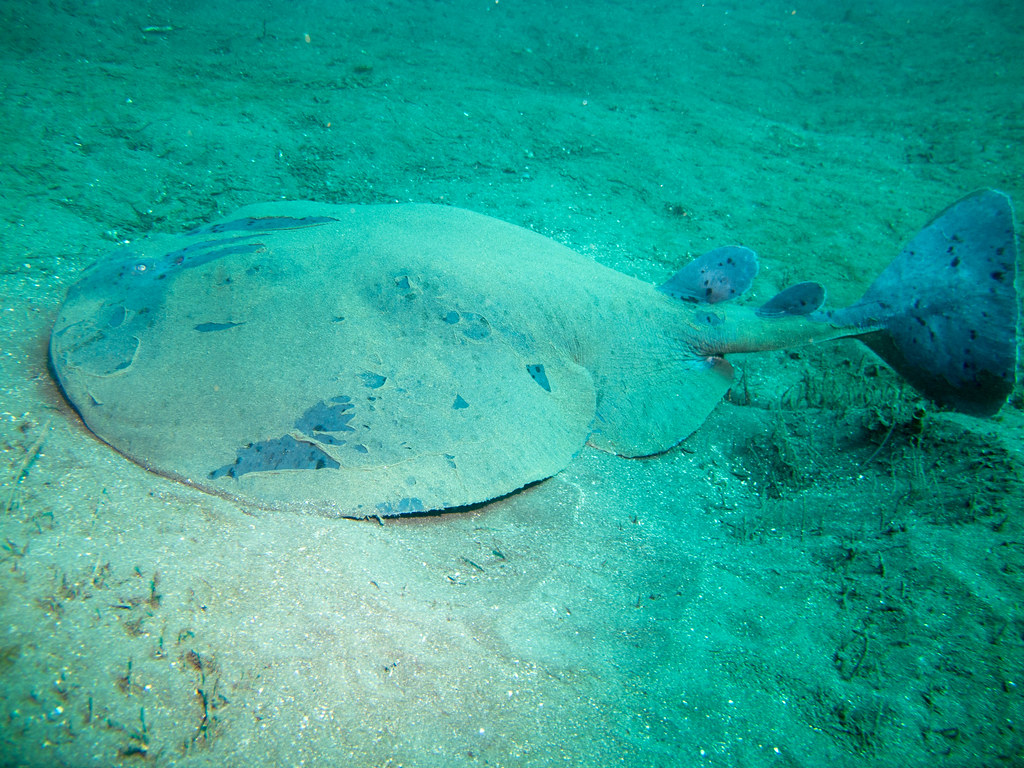Pacific Electric Ray (torpedo californica) Annual diving t… Flickr