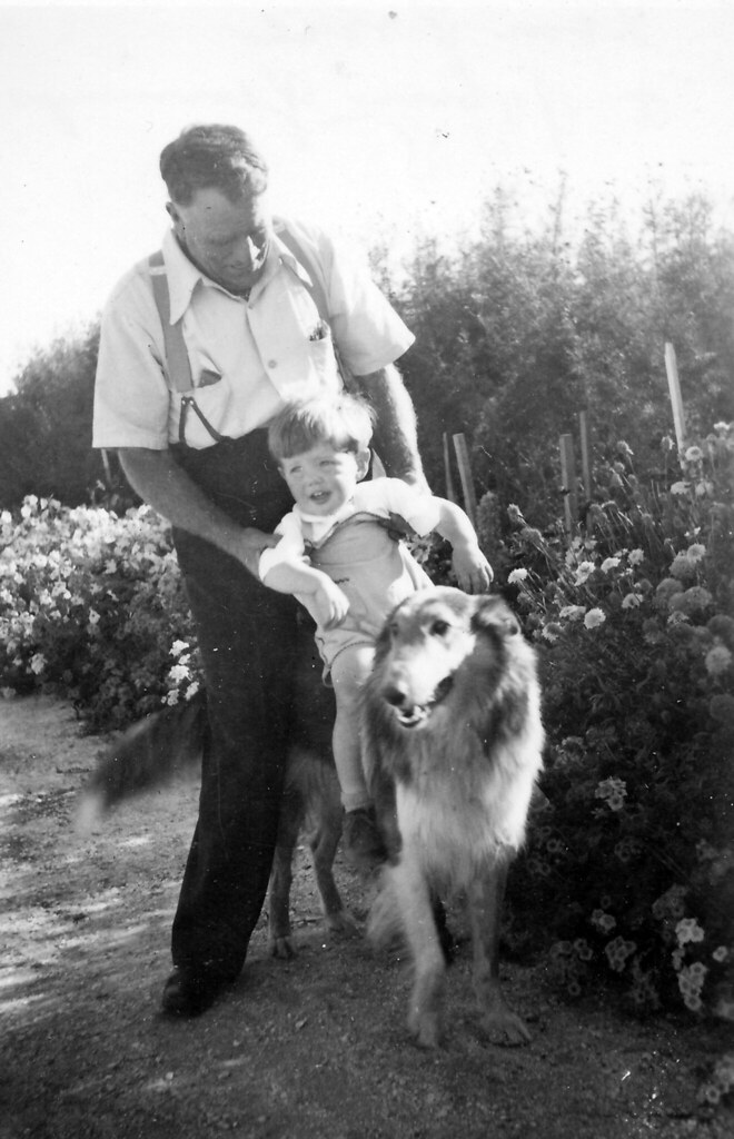 Tom Price, John Jennings and Laddie, Nuriootpa SA 1952 Flickr