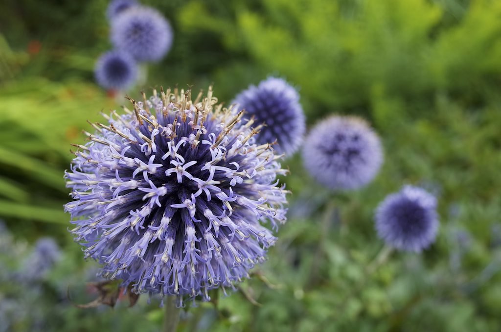 Purple Flowers Melrose Abbey and Gardens David MacDonald Flickr