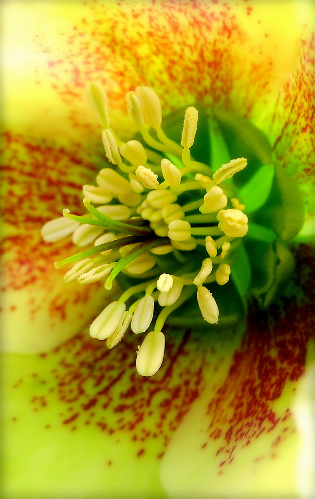 paddlin' madelin' home Lyrics to Paddlin' Madelin' Home by… Flickr