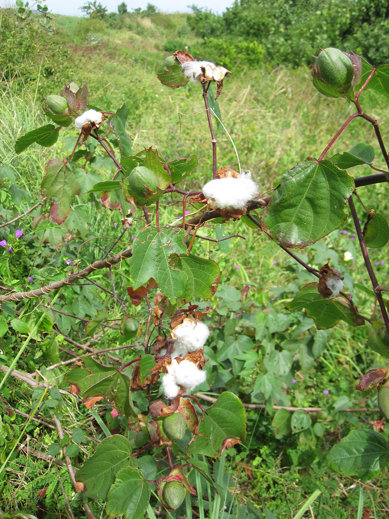 perennial cotton Gossypium barbadense Barbados. Eric Toensmeier