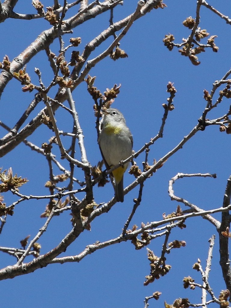 Virginia's Warbler 04/27/2015 Incinerator Road, Catalina H… Flickr