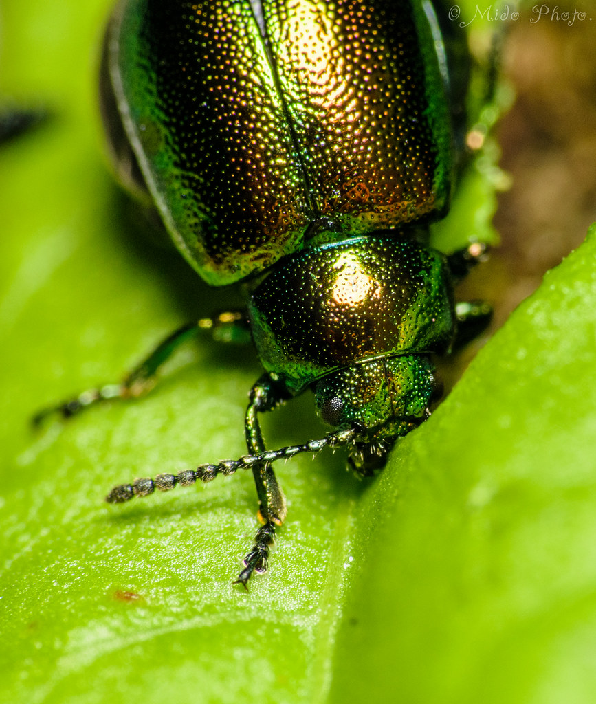 Dogbane Leaf Beetle eating.............280515 Lee Myers Flickr
