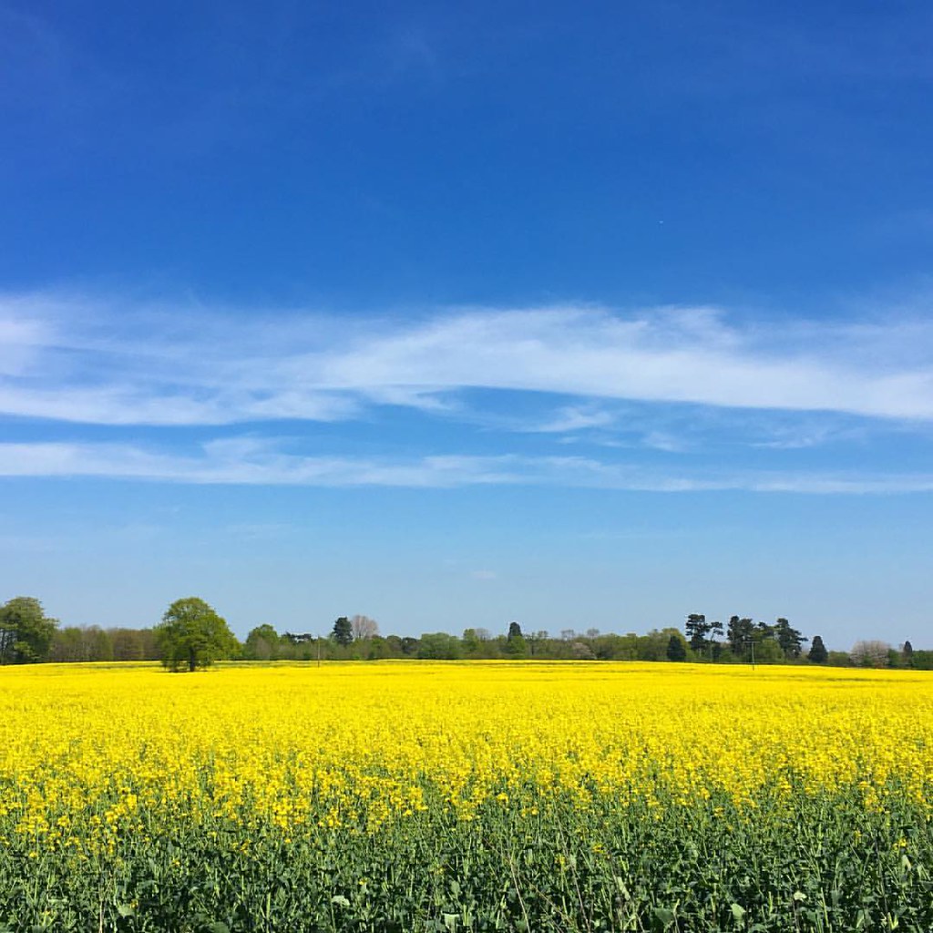 More blue and yellow, because why not. bashthebox Flickr