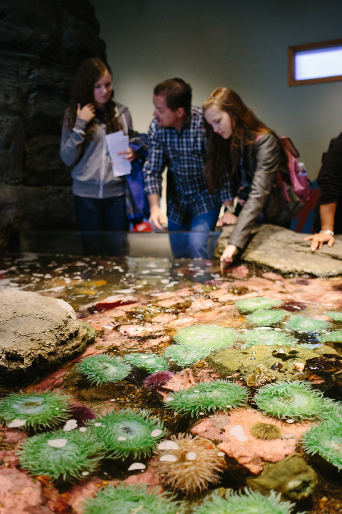 Seattle Aquarium The tide pools at the Seattle Aquarium. {… Flickr
