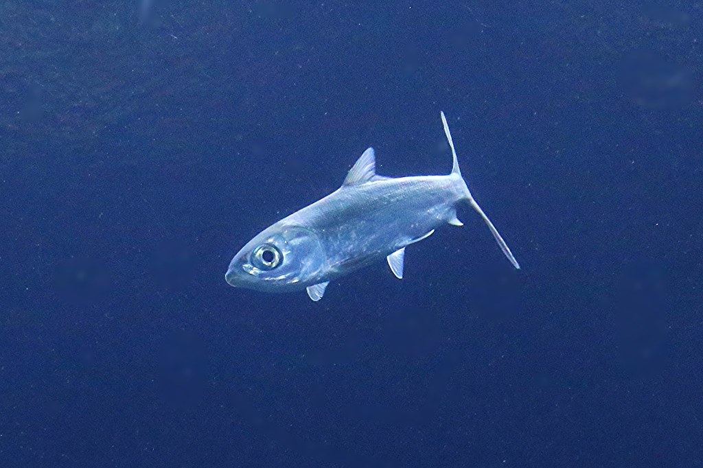 Milkfish TAXONOMY Kingdom Animalia Phylum Chordata Subph… Flickr