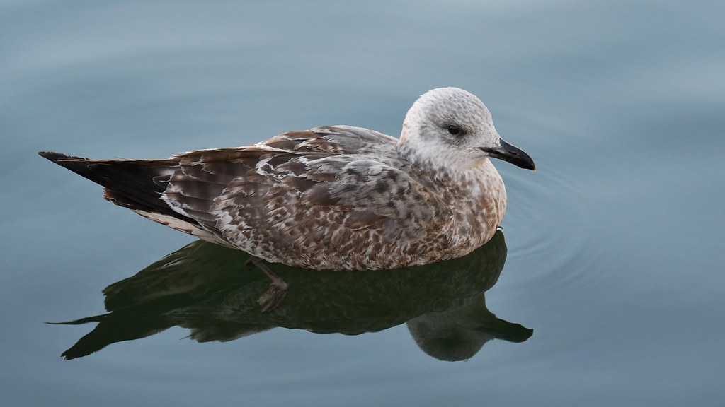 Larus argentatus Herring Gull, 1st winter in worn plumage … Flickr