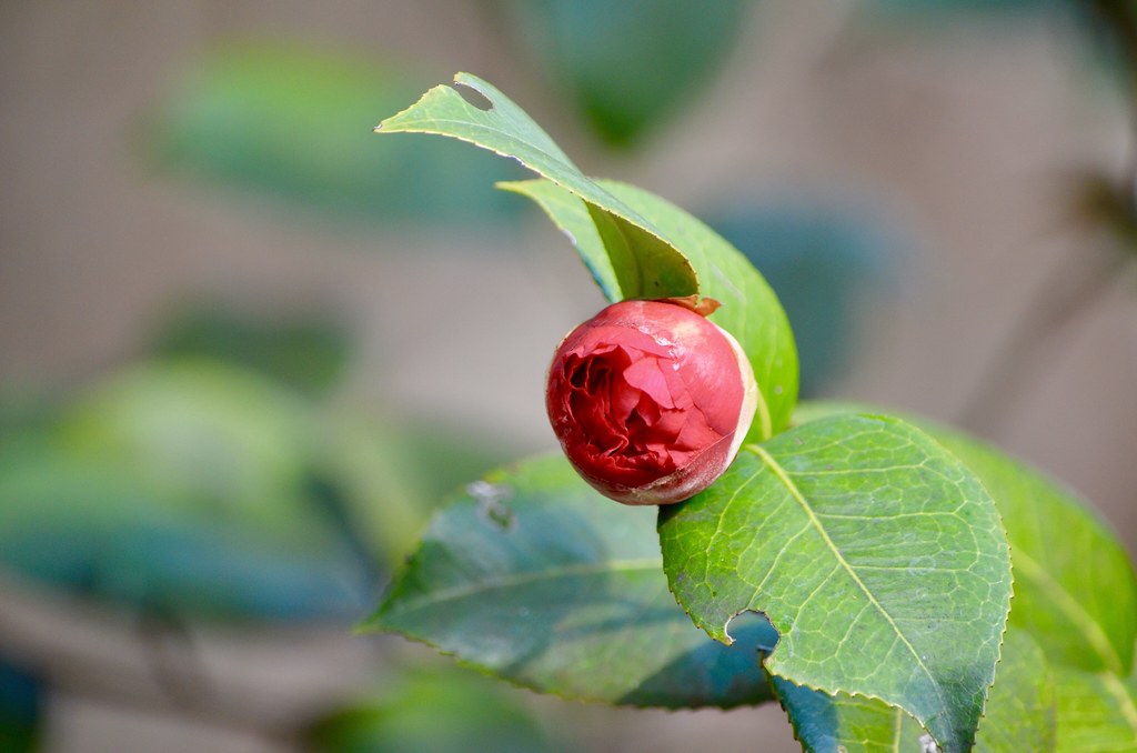 Camellia Bud Not due to bloom untill March. Doris Flickr