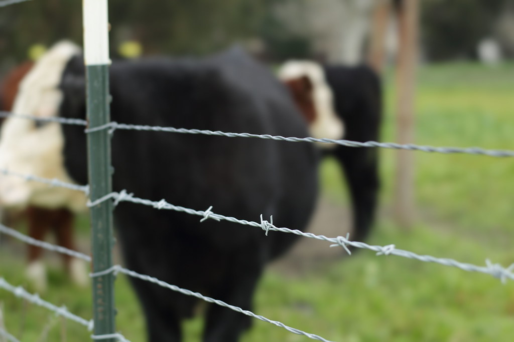 Barbs Ardenwood Historic Farm Fremont, CA John Loo Flickr