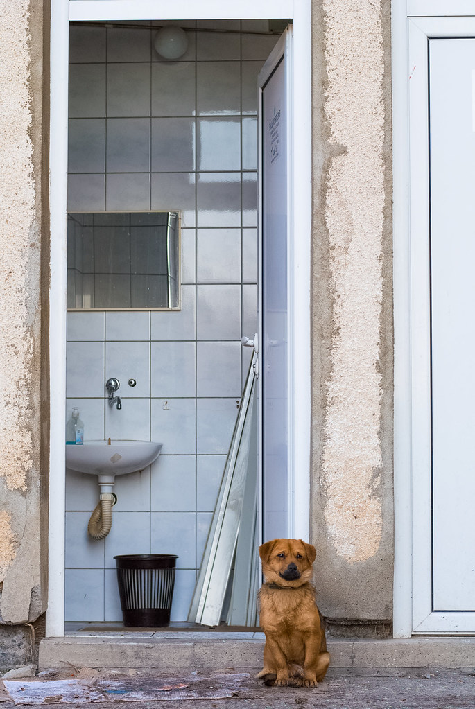Confused dog sitting in front of a public toilet Shot with… Flickr