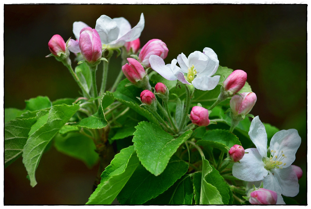 025 copy It is apple blossom time in the Annapolis Valley … Flickr