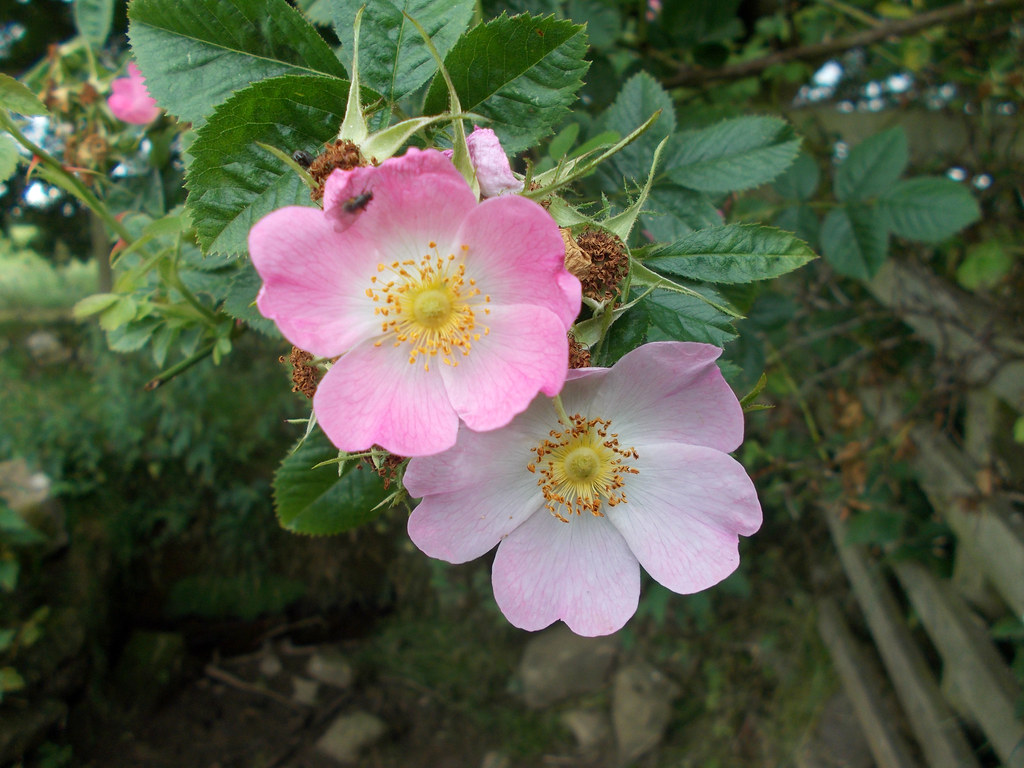 Wild roses Near Scot's Gap, Northumberland. Sylvia Humphrey Flickr