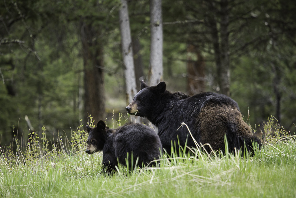 Black bear sow with cub, Tower Fall Black bear sow with cu… Flickr