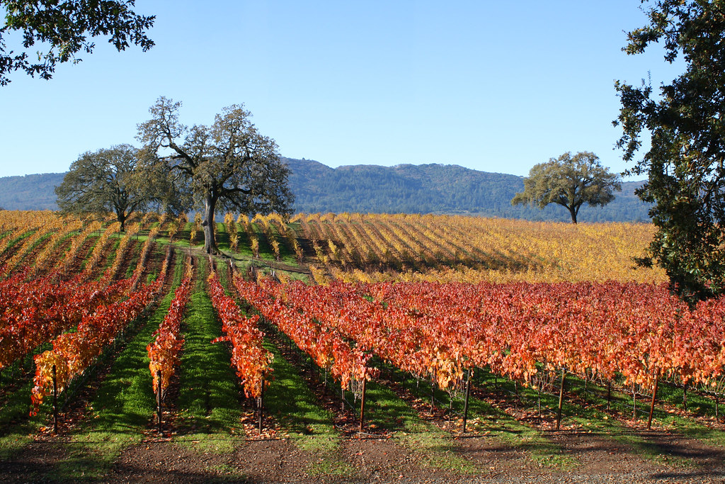 Beautiful Fall Day on Olive Hill Estate B.R. Cohn Flickr